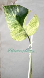Monstera Deliciosa Mint Variegata Plant 1 Leaf - Image 2