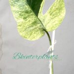5 Plants Monstera Deliciosa Mint Variegated 1 Leaf