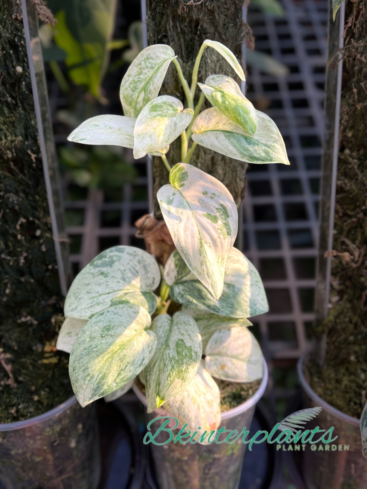 Scindapsus Peasun - Image 3