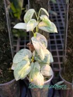 Scindapsus Peasun - Image 3