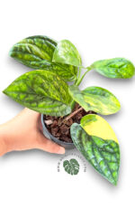 Monstera Karstenianum Variegated Size L - Image 3