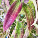 Hoya Merrillii Long Leaf