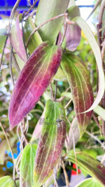 Hoya Merrillii Long Leaf