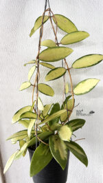 Hoya Acuta Inner Variegated Size L - Image 2