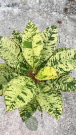 5 Plants Plumeria Unyamanee Variegated