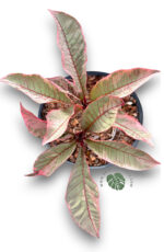 Plumeria Pink Leaf Variegated - Image 4