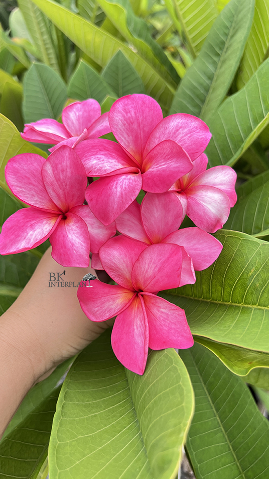cimg_6148.jpg Plumeria Oppa - Image 1