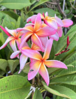 Plumeria Rainbow Star Bird
