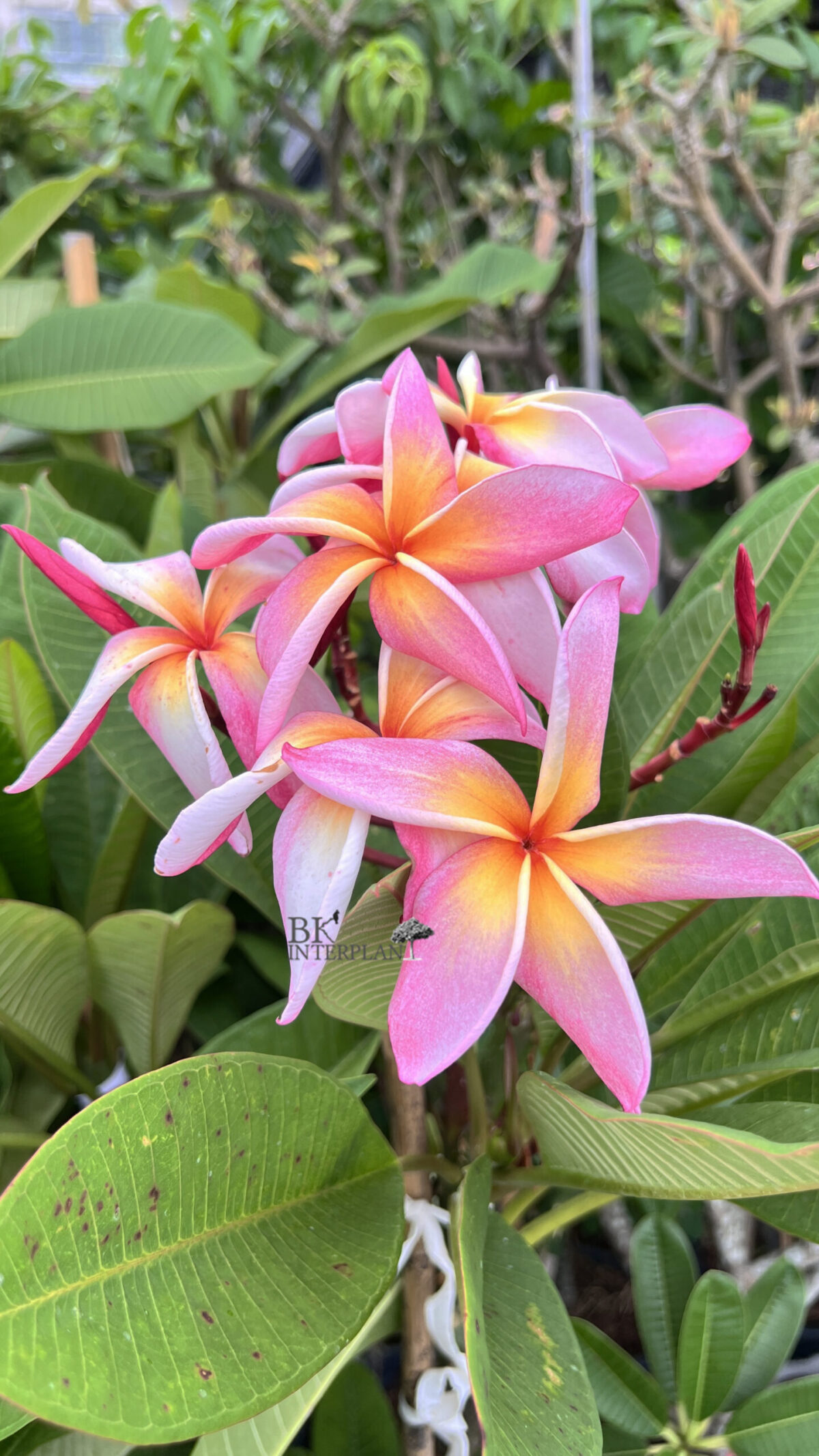 Plumeria Rainbow Star Bird - Image 2
