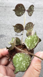 Hoya Curtisii Splash Variegated - Image 2