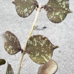 Hoya Curtisii Splash Variegated