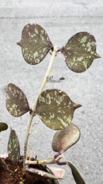Hoya Curtisii Splash Variegated