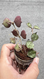 Hoya Curtisii Splash Variegated - Image 3