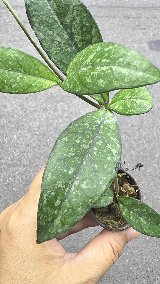 cimg_6291.jpg Hoya Crassipctiolata Splash - Image 1