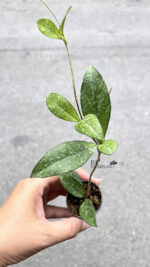 Hoya Crassipctiolata Splash - Image 2