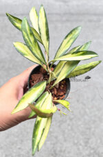 Hoya Kentiana Tricolor Variegated