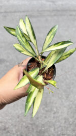 Hoya Kentiana Tricolor Variegated - Image 2