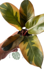 5 Plants Philodendron Black Cadinal variegated size M - Image 5