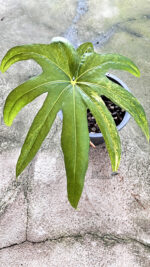 Anthurium Pedatoradiatum Variegated 1 Leaf - Image 3