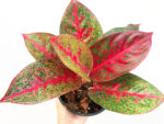 Aglaonema SapMonkol - Image 2