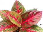 Aglaonema SapMonkol
