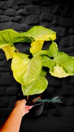 5 Plants Syngonium Golden Allusion Variegated - Image 3