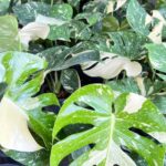 10 Plants Monstera Thai Constellation Size M