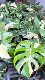 10 Plants Monstera Thai Constellation Size M