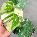 Monstera variegated Thai Constellation size M