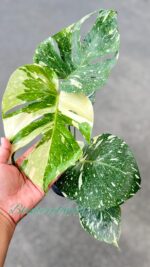 Monstera variegated Thai Constellation size M