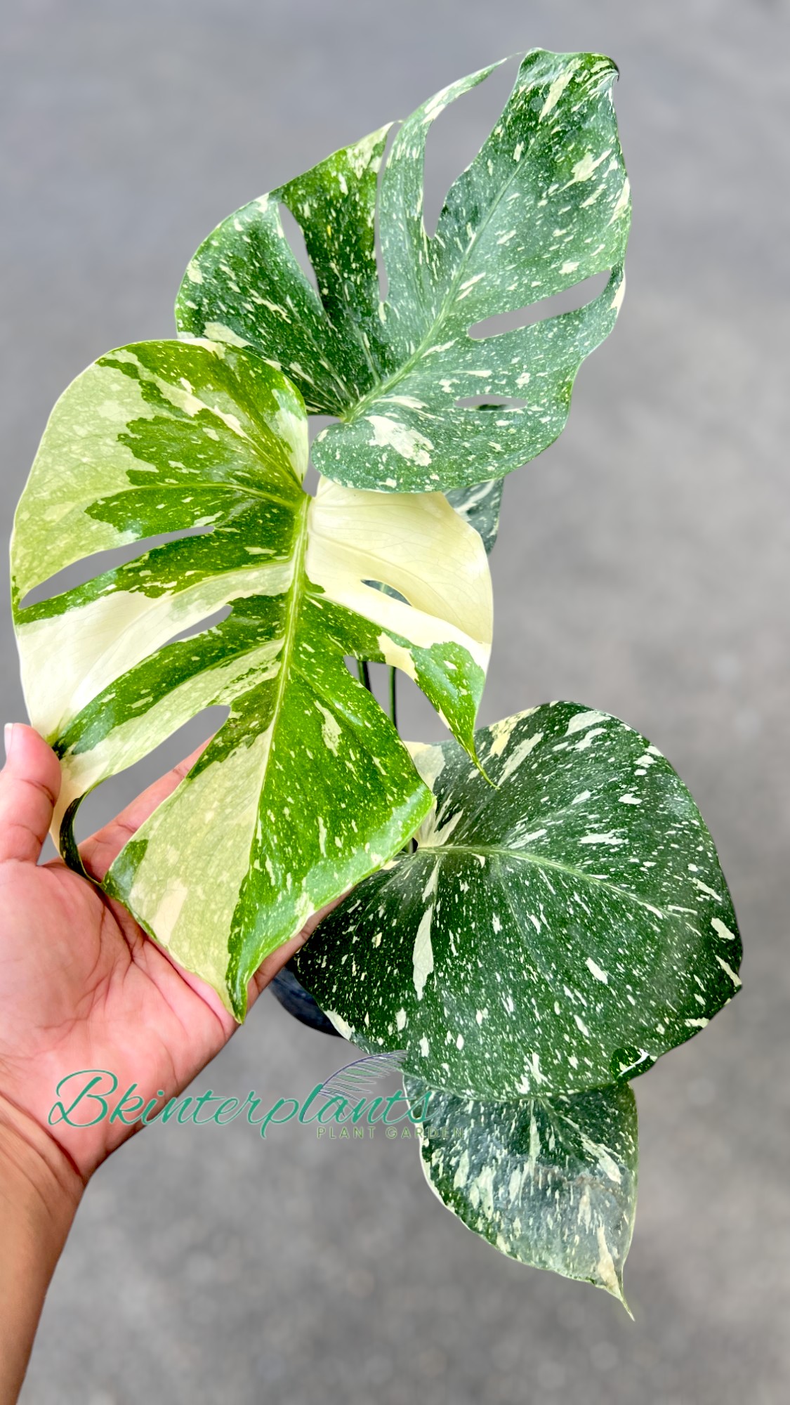 cimg_7078-photoroom.jpg Monstera variegated Thai Constellation size M - Image 1