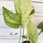 Amydrium medium variegated