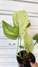 Amydrium medium variegated