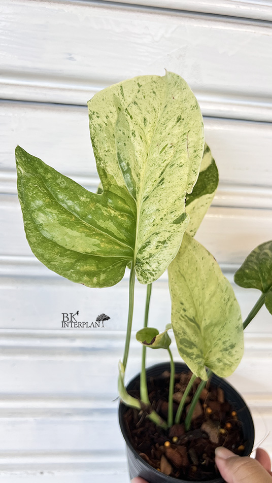 cimg_7136_-_copy.jpg Amydrium medium variegated - Image 1