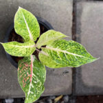 Aglaonema Golden Lak Sup