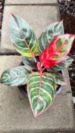 Aglaonema Dragon Fire - Image 2