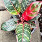 Aglaonema Dragon Fire