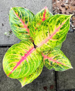 Aglaonema Ruay Lap