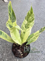 Rhaphidophora Foraminifera Aurea Variegated - Image 4