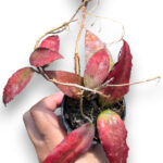 Hoya Caudata Sumatra Size S