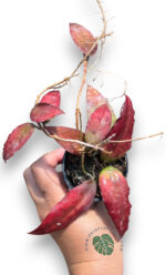 Hoya Caudata Sumatra Size S