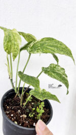 Amydrium medium variegated - Image 4