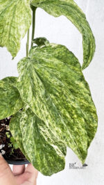 Amydrium medium variegated - Image 3