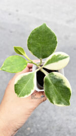 Hoya Australia Albo Variegated - Image 2