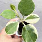 Hoya Australia Albo Variegated