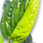 Monstera Karstenianum Variegated Size L