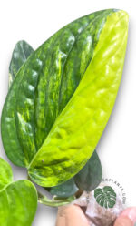 Monstera Karstenianum Variegated Size L