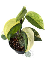 Scindapsus Jade Satin Variegated Size L - Image 2