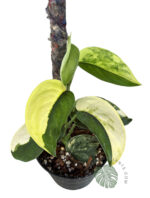 Scindapsus Jade Satin Variegated Size L