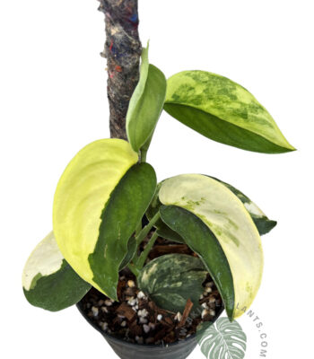 Scindapsus Jade Satin Variegated large established plant with white albo variegation in pot